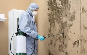 Best Emergency Mold Remediation in Battle Ground, IN